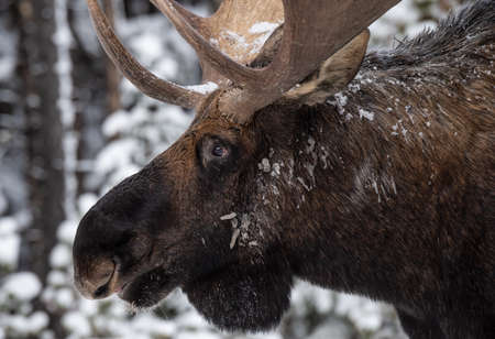 Moose in snow in Jasper National Park, Canadaの写真素材