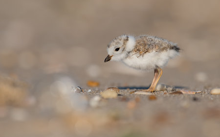 Little red-necked plover in its natural enviroment in Denmarkの写真素材