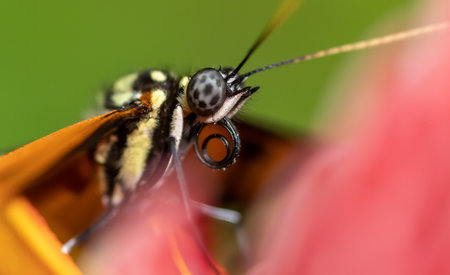 Macro shot of a butterfly on a flower in nature. Macroの写真素材