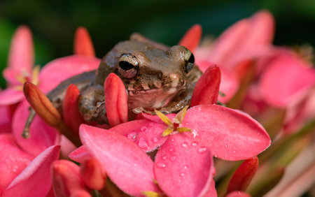 A common tree frog sits on a pink flower in the rain.の写真素材