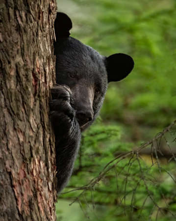 A black bear in Pennsylvania