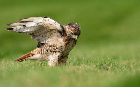 Common buzzard (Buteo buteo) in its natural enviromentの写真素材