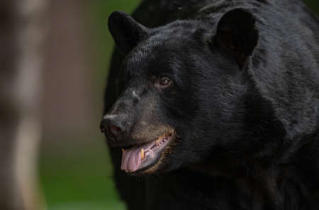A black bear in Pennsylvaniaの写真素材