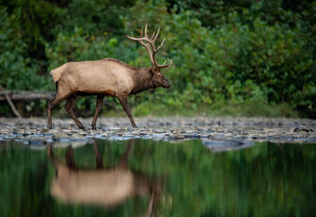 Elk portrait during the rut in Autumnの写真素材