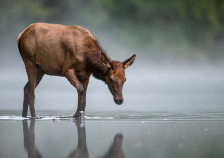 Elk portrait during the rut in Autumnの写真素材