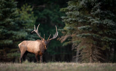 Bull elk during the rut in Autumnの写真素材