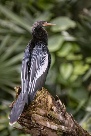 The Anhinga (Anhinga anhinga), also known as the great cormorant or the black cormorant.