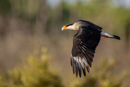 A crested Caracara in Southernの写真素材