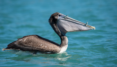 Brown Pelican (Pelecanus occidentalis) in the Gulf of Mexicoの写真素材