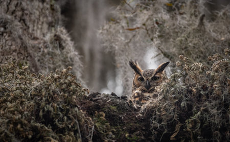 Great horned owl in Floridaの写真素材