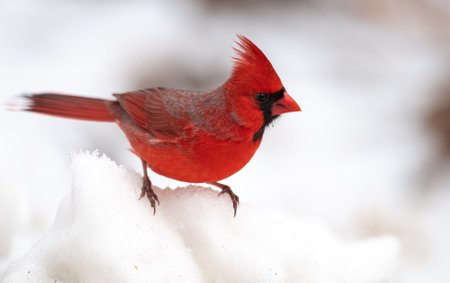 A male norther cardinal in winterの写真素材