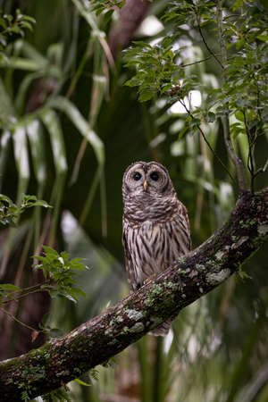 A barred owl in southern Floridaの写真素材