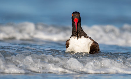 Oystercatcher (Haematopus ostralegus) in its natural enviroment