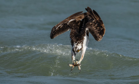 An Osprey fishing in Floridaの写真素材