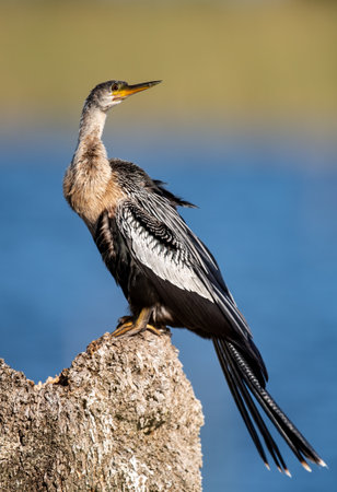 Anhinga (Anhinga anhinga) perched on a rock.