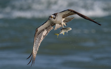 An Osprey fishing in Floridaの写真素材