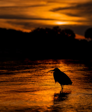 A silhouette of a heron standing in the water at sunset.の写真素材