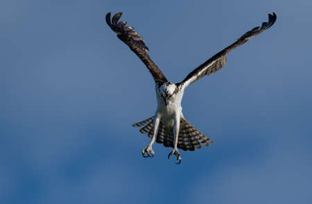 An osprey with a fish