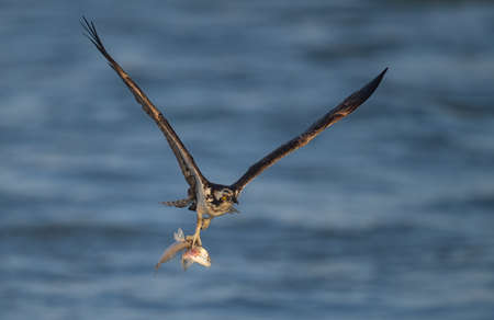 An osprey with a fishの写真素材