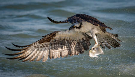 An osprey with a fishの写真素材