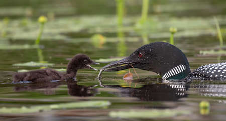 A common loon in Maineの写真素材