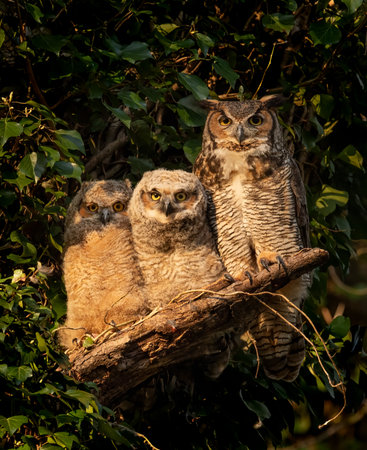 Three great horned owls sitting on a tree branch in the forestの写真素材