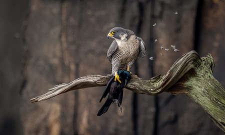 A peregrine falcon portraitの写真素材