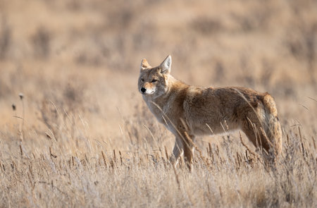 Coyote (Canis lupus) in the dry grass.