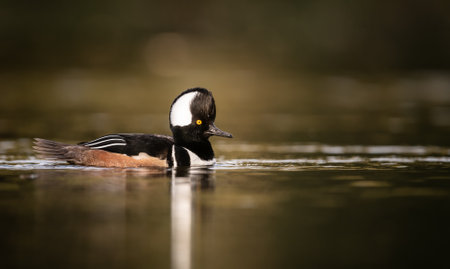 A male Hooded Merganser swims in a pond.の写真素材