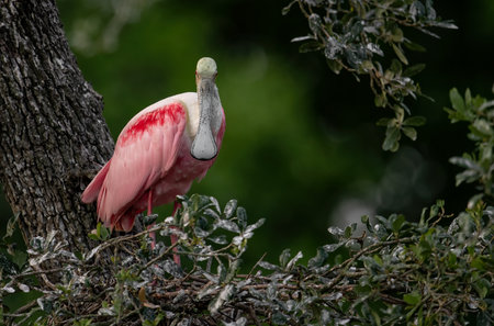 Roseate spoonbill in its natural habitat in the Florida Everglades.の写真素材