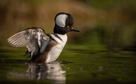 A male Hooded Merganser swims in a lake.