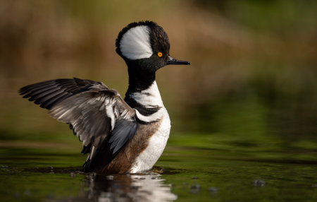 Male Hooded Merganser (Ligurianus merganser)の写真素材