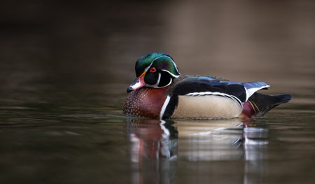 A wood duck in a creekの写真素材