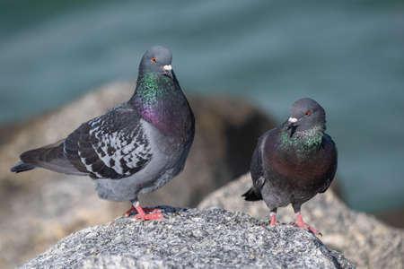Pair of pigeons on a rock by the sea in summerの写真素材