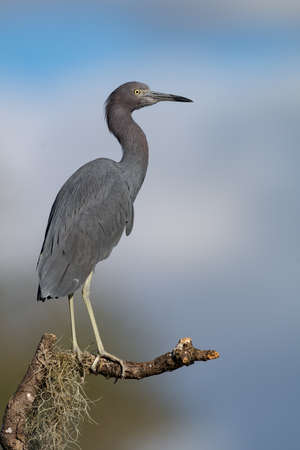 A little blue heron in Floridaの写真素材