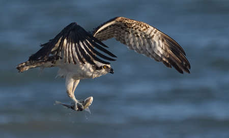 Osprey (Pandion haliaetus) in flight with a preyの写真素材