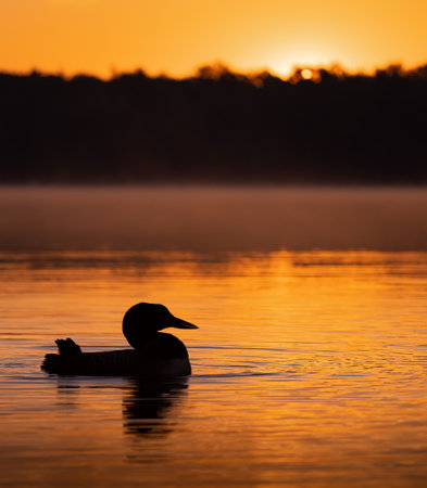 A common loon on a lake at sunriseの写真素材