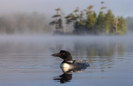 A common loon on a lake at sunriseの写真素材