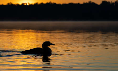 A common loon on a lake at sunriseの写真素材