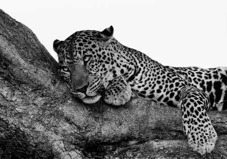 A leopard in the Mara, Africaの写真素材
