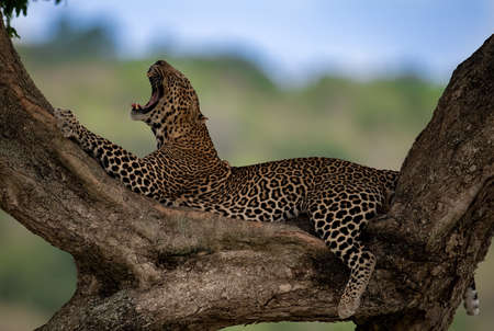 A leopard in the Mara, Africaの写真素材
