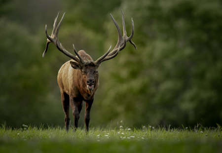 Elk in Grand Teton National Parkの写真素材