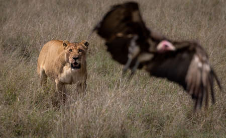 Lioness and Vultures in the Okavango Delta, Botswanaの写真素材