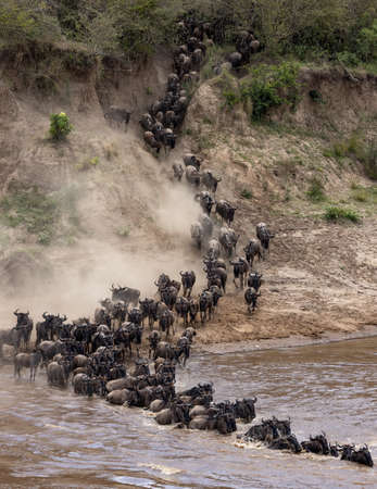 Wildebeest herd crossing the Chobe River in Botswana, Africa