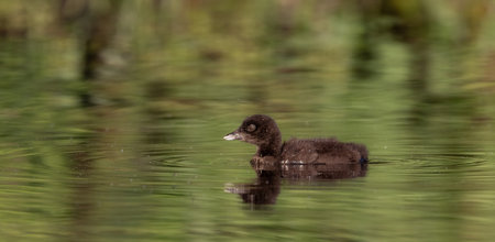 A common loon on a lake in Maineの写真素材