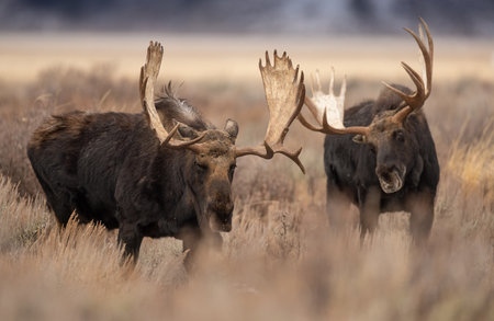 Moose in Grand Teton National Park, Wyoming.の写真素材