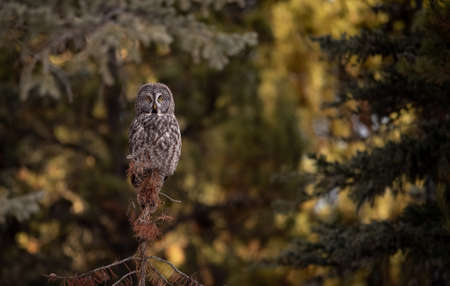 Great grey owl (Strix nebulosa) sitting on a branchの写真素材