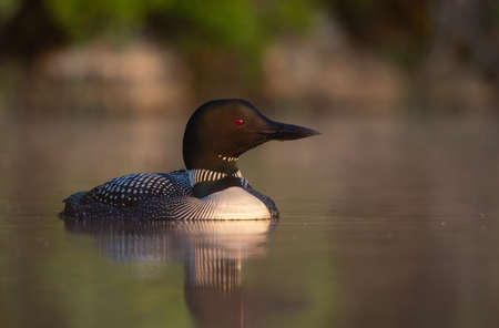 Common loon (Gavia immer) in its natural habitatの写真素材