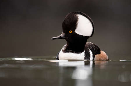 A male Hooded Merganser swims in a lake.の写真素材