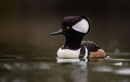 A male Hooded Merganser swims in a lake.の写真素材